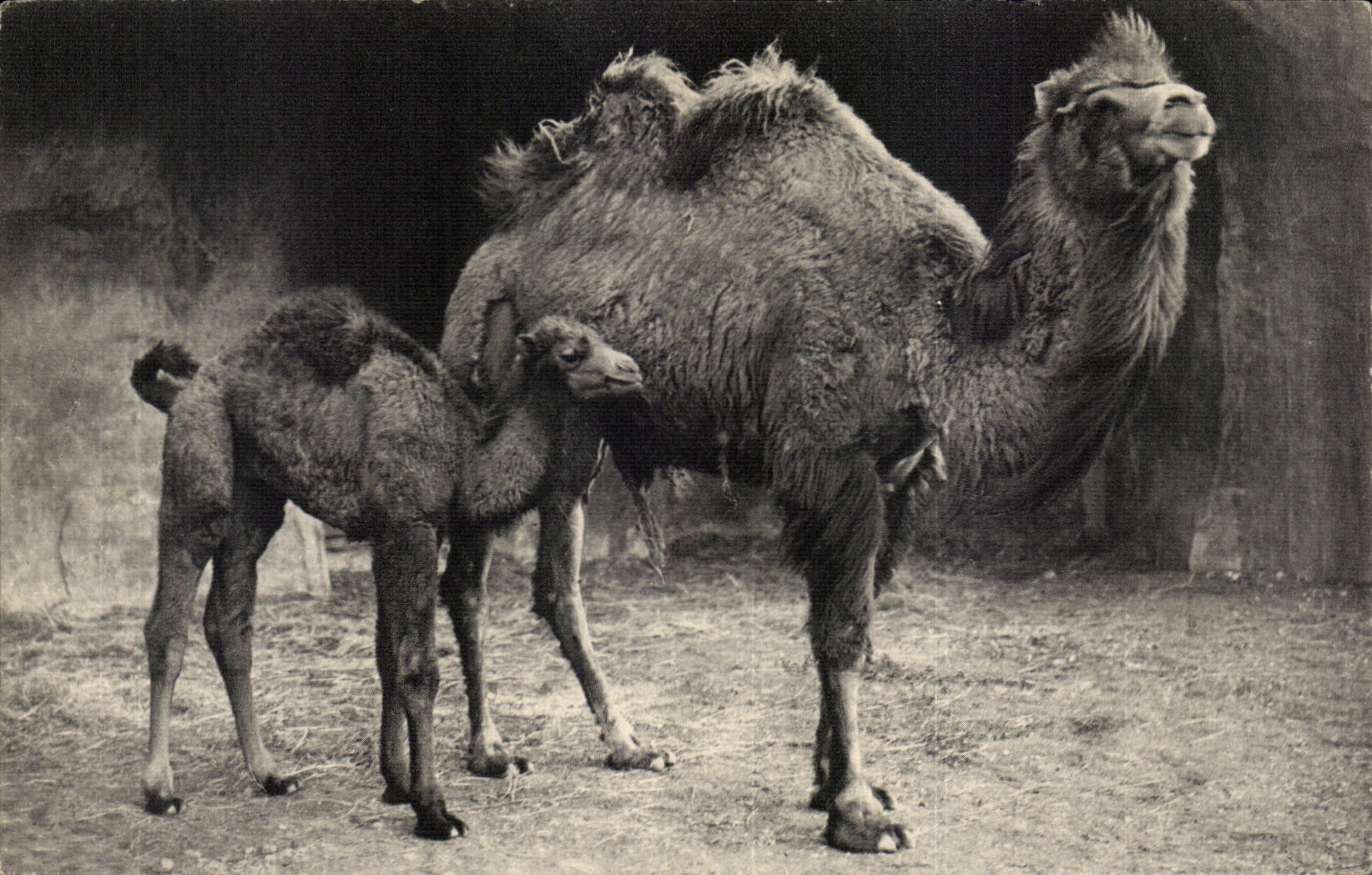 Paris CPA Zoological gardens of Vincennes Camel of Bactriane and its small zoo
