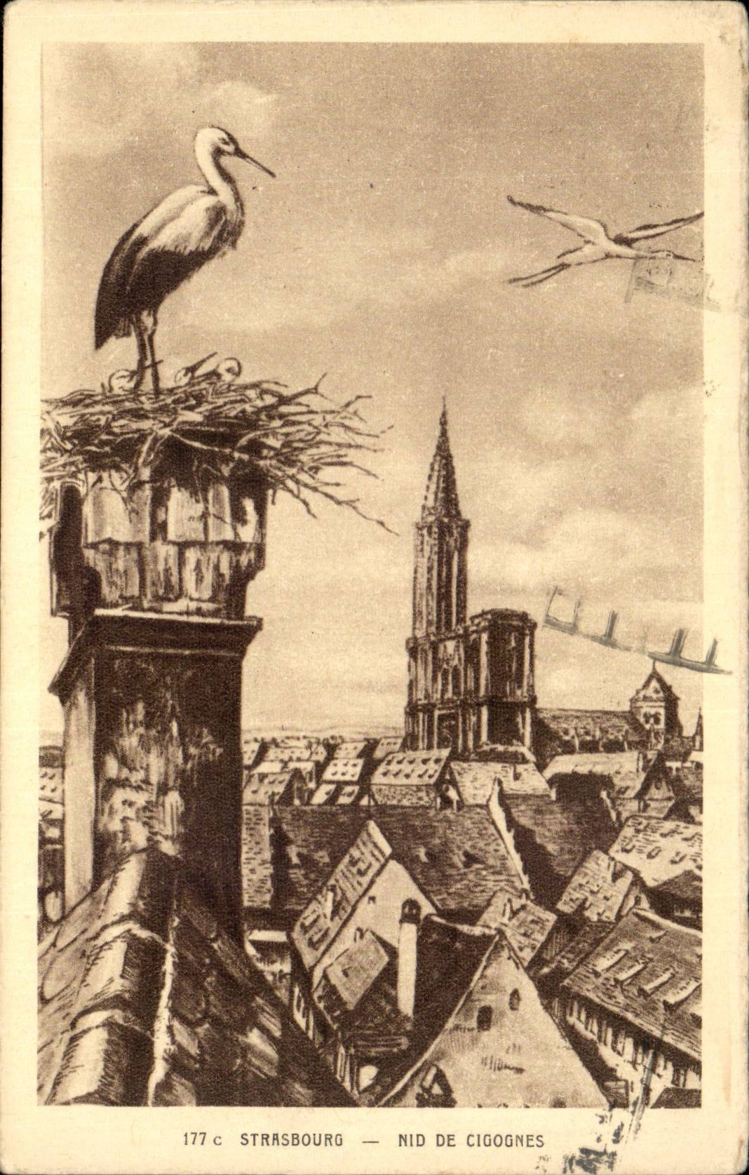 Strasbourg CPA Cathedral Nest of storks
