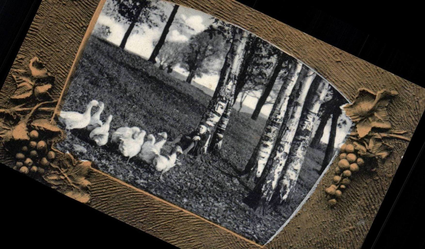 CPA Fantasy Ducks Ducks