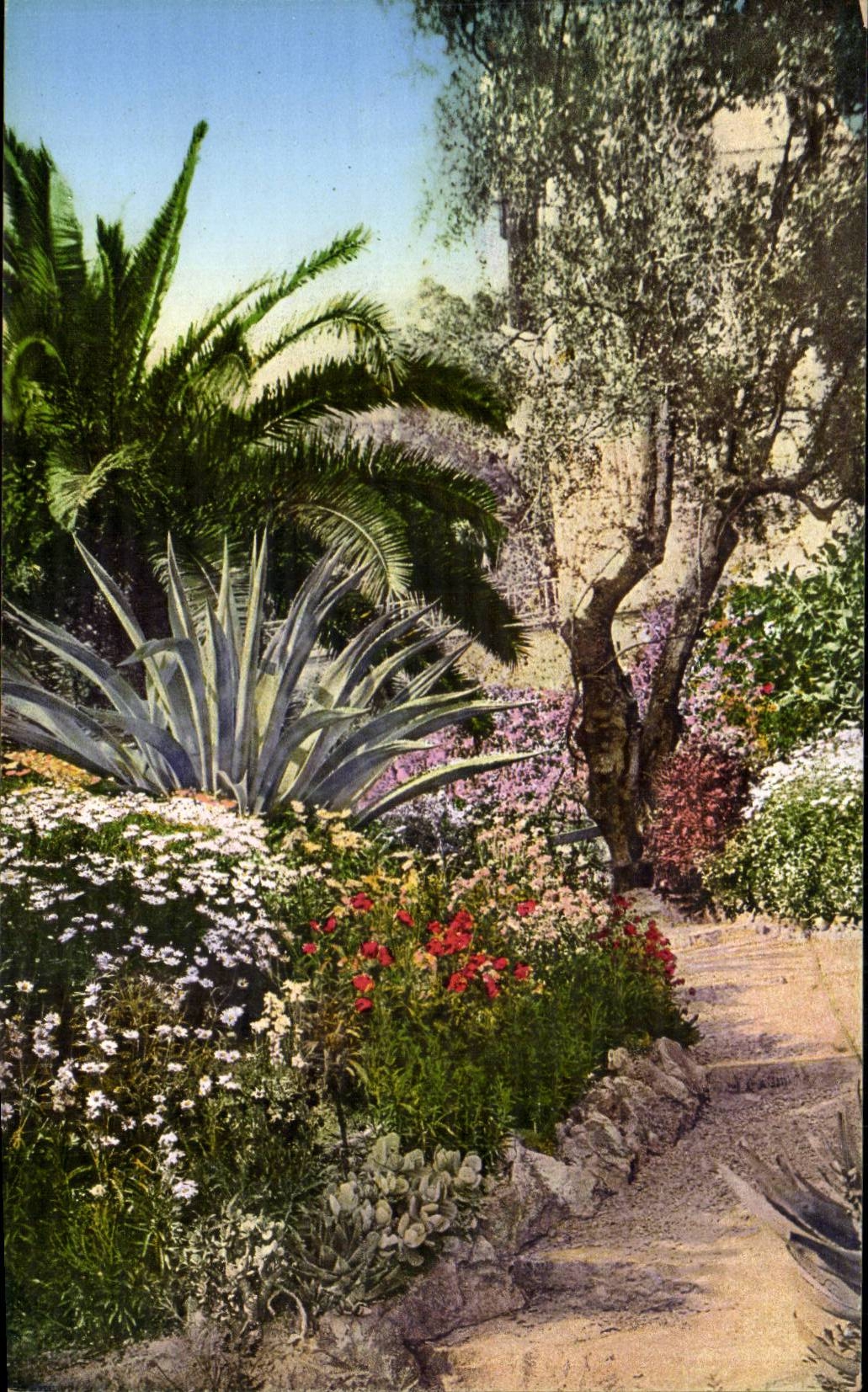 CPA Italien Italien Sanremo Flora della Riviera