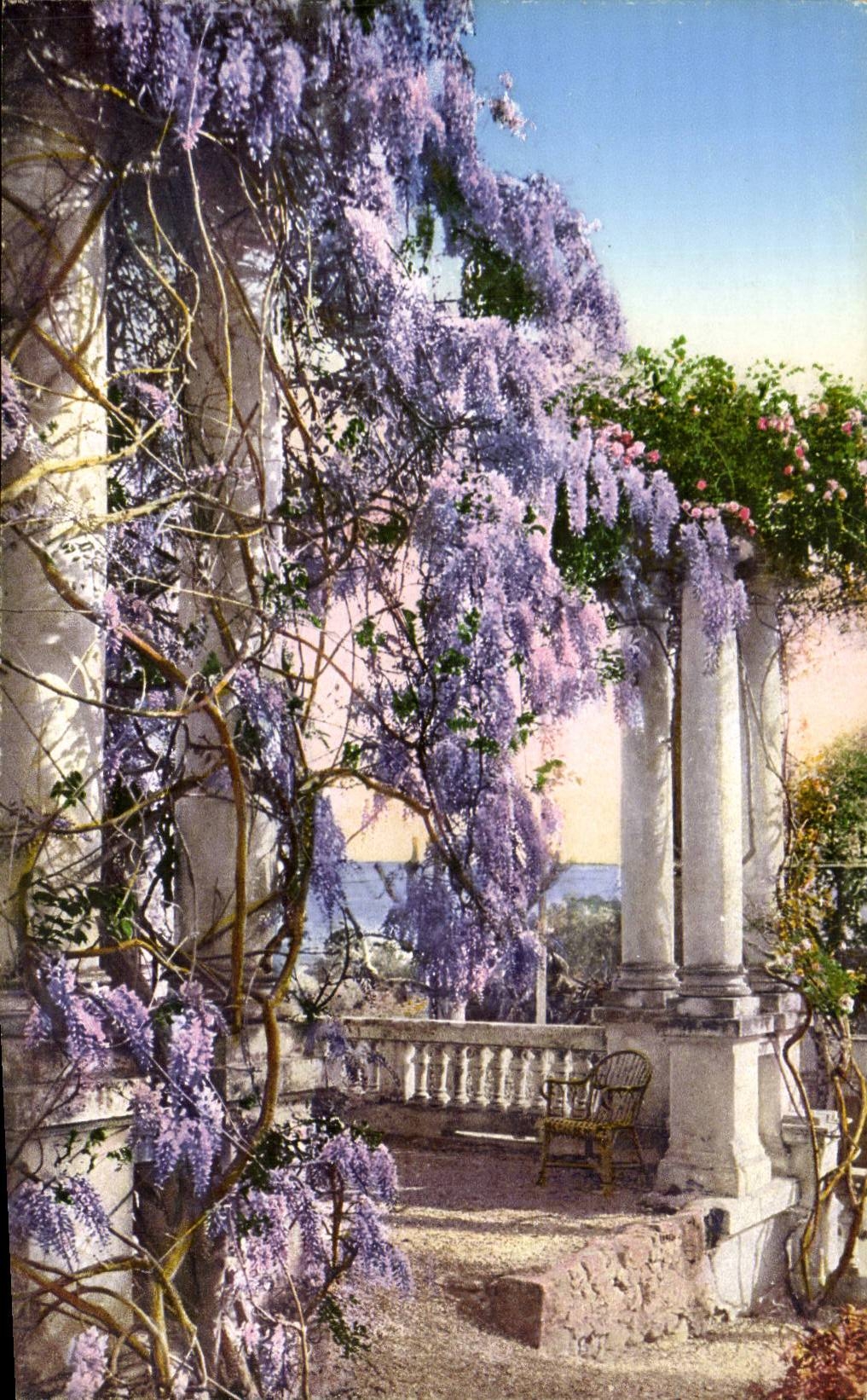 CPA Italien Italien Sanremo Flora della Riviera