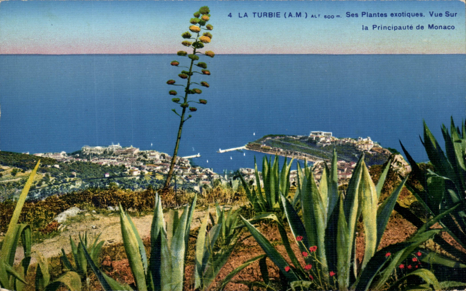 CPA La Turbie Its exotic plants Sight on the principality of Monaco