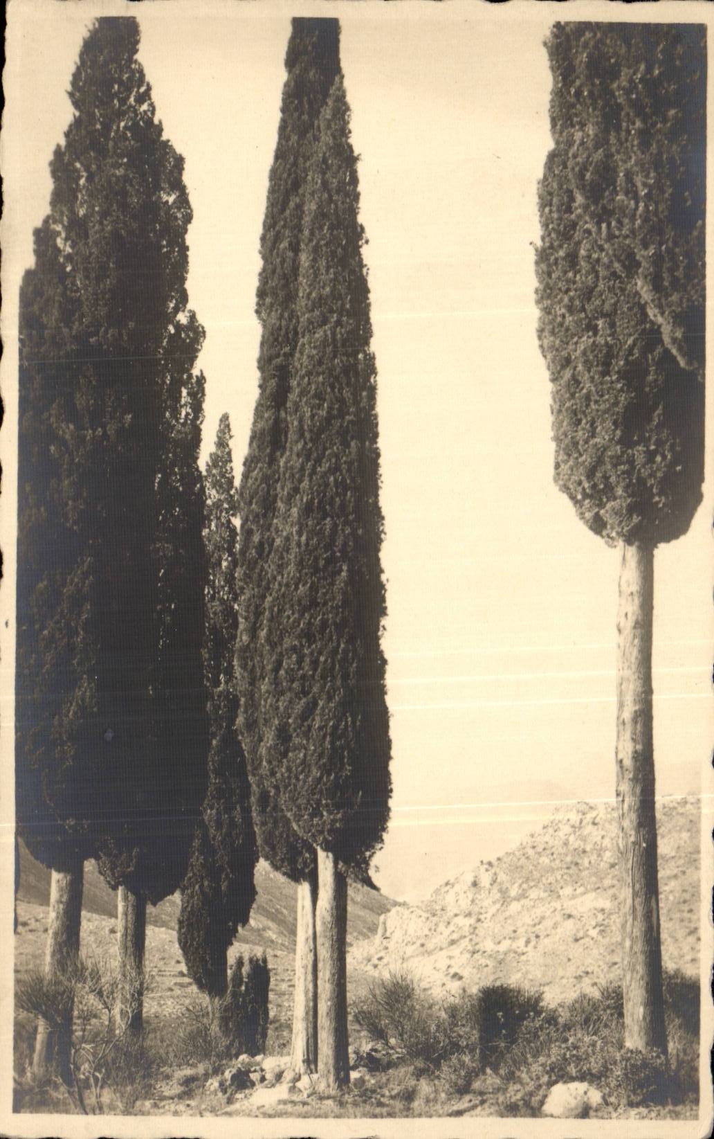 CPA bemisst Azurblau in der Cypres Landschaft