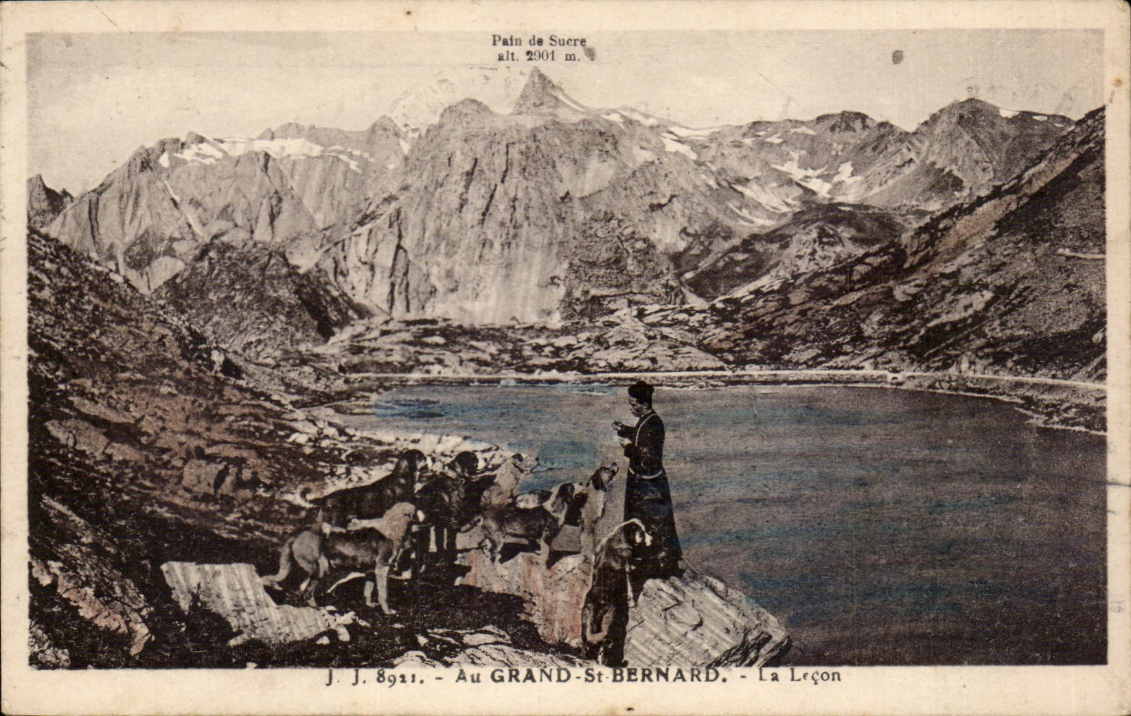 CPA With large St Bernard the lesson dogs Dog dog Dog