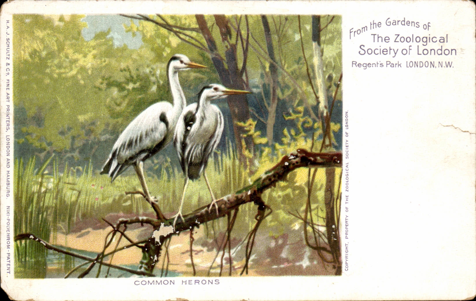 CPA Great Britain London London From the gardens off the zoological society off london Regent' S park Common will herons