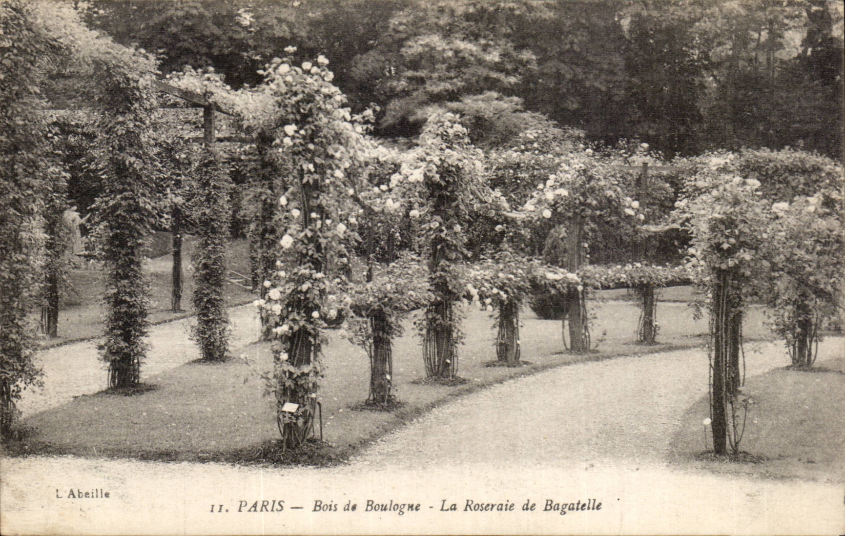 Paris - 16 - Bois de Boulogne - Roseraie de Bagatelle - CPA