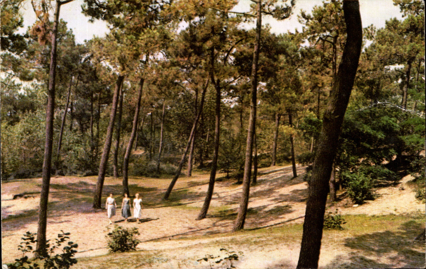 CPSM Knokke promenade dans la foret