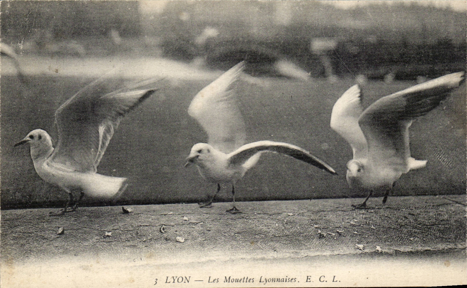 CPA Lyon Lyons gulls Bird