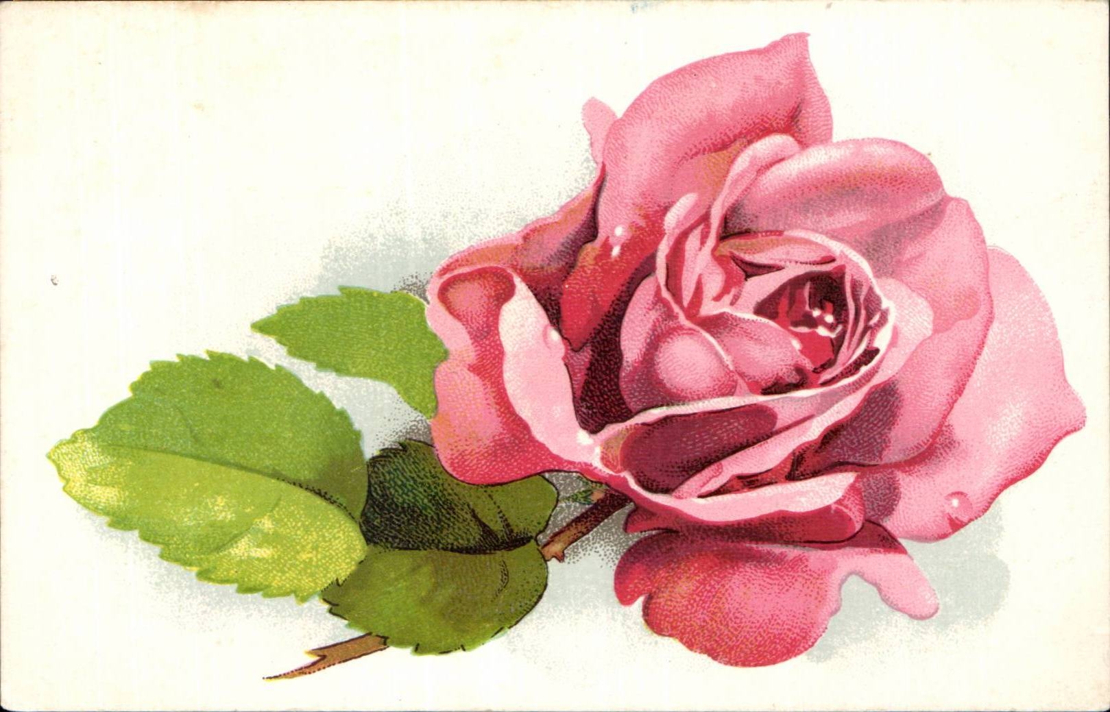 CPA Phantasie-Blume Rose