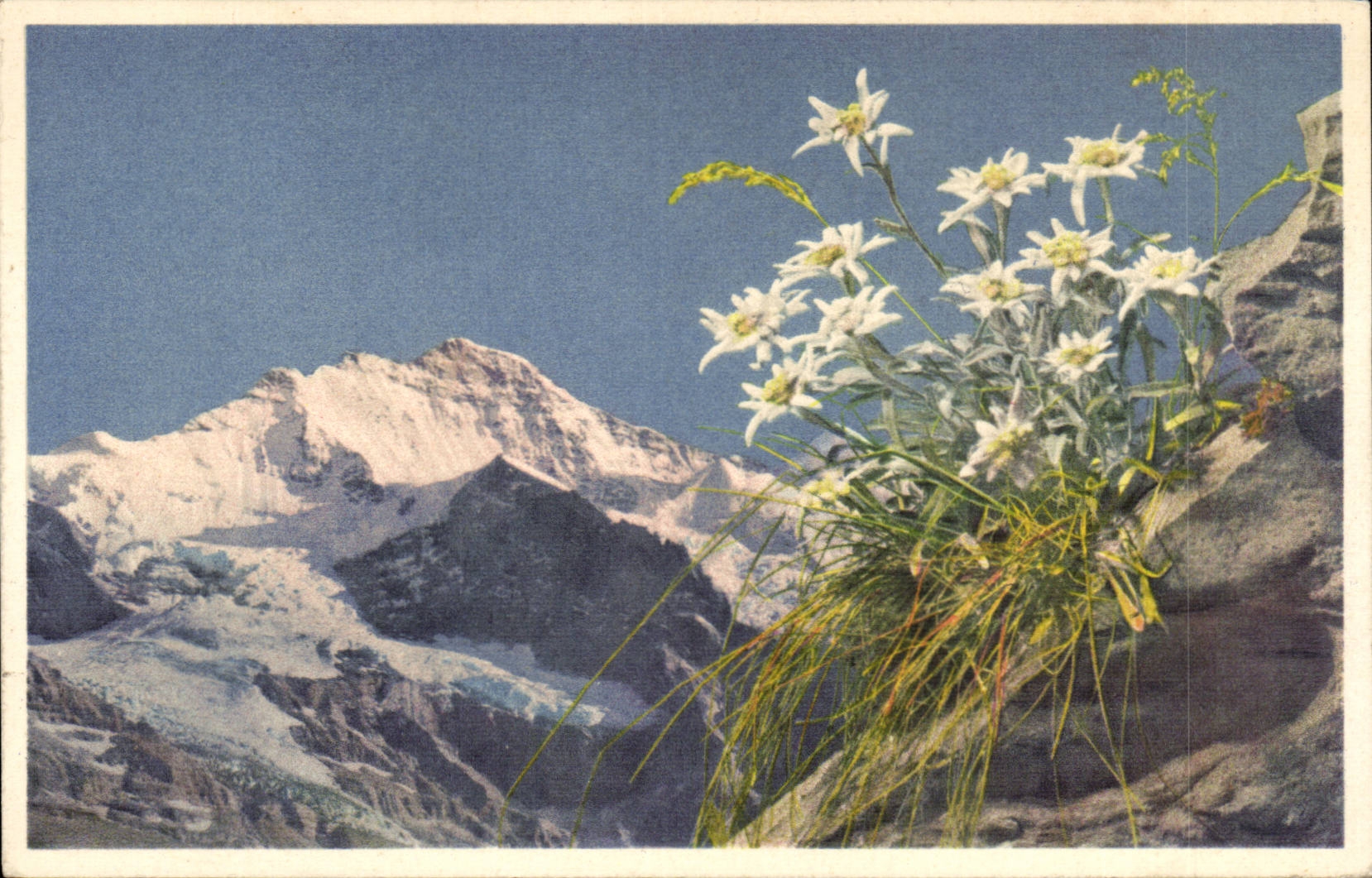 CPA Die Jungfrau Berner Oberland Edelweiss