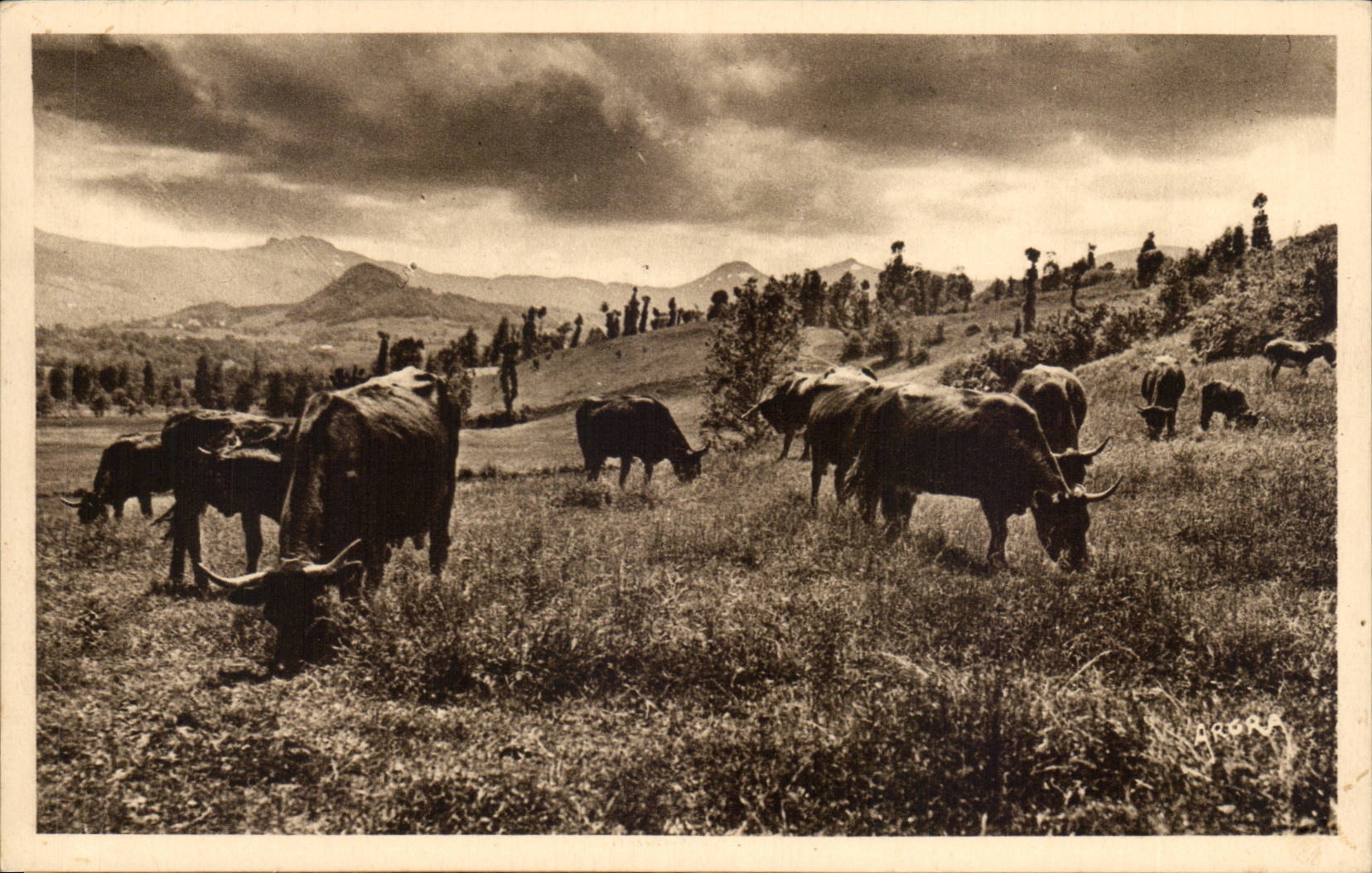 CPA Cantal Pasture in the valley of Rhue de Cheylade