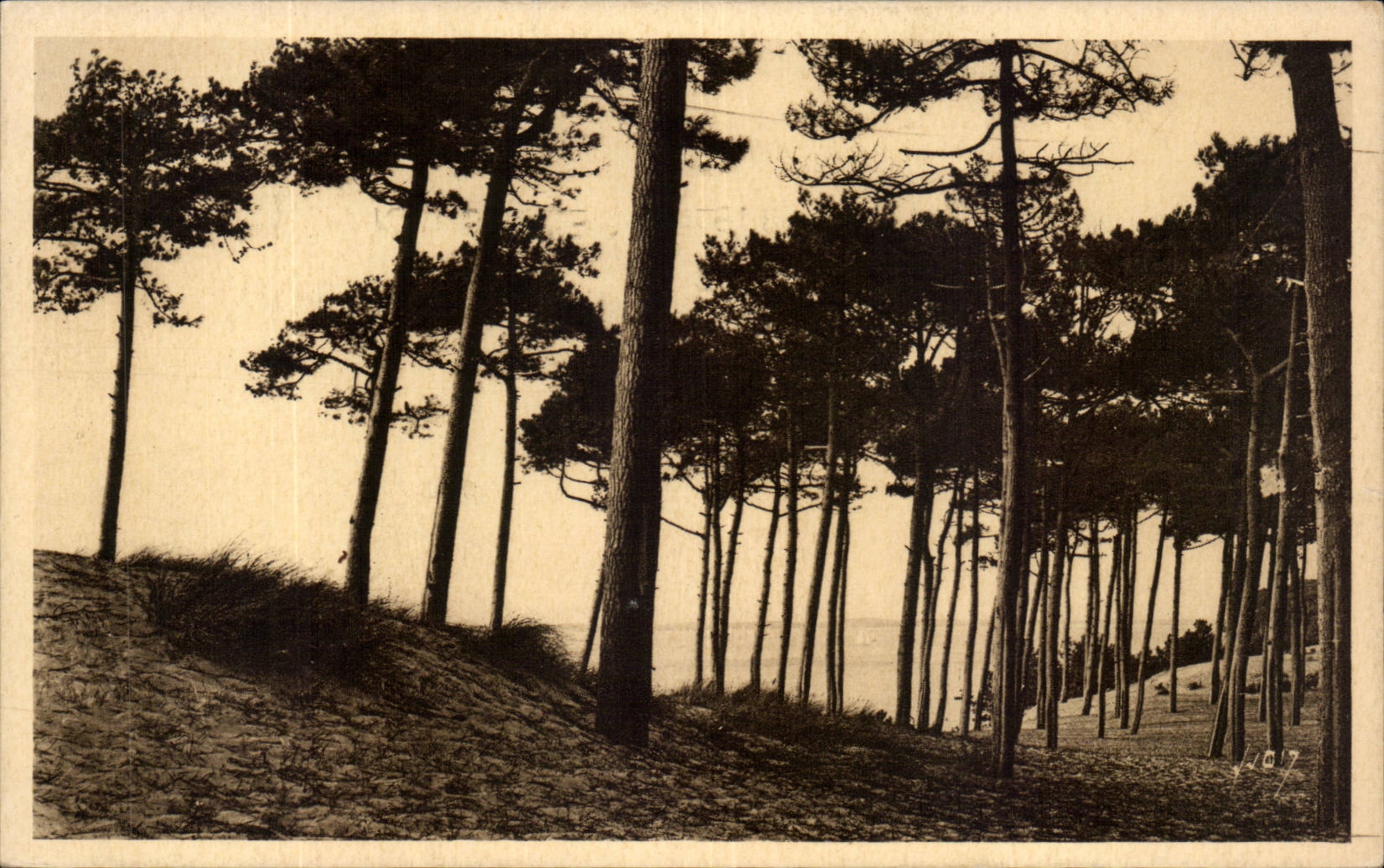Arcachon CPA Le parc des Abatilles