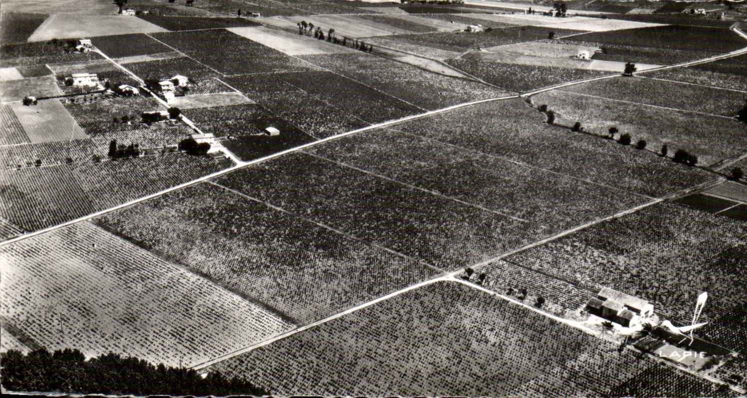 CPSM the Languedocien vineyard in the area of Montpellier