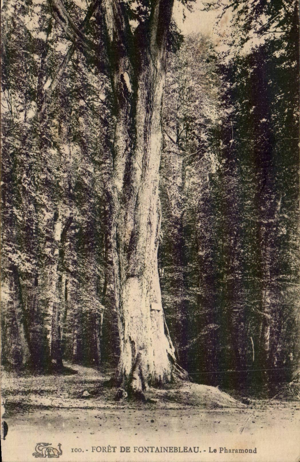 CPA Drill of Fontainebleau Pharamond Tree Tree