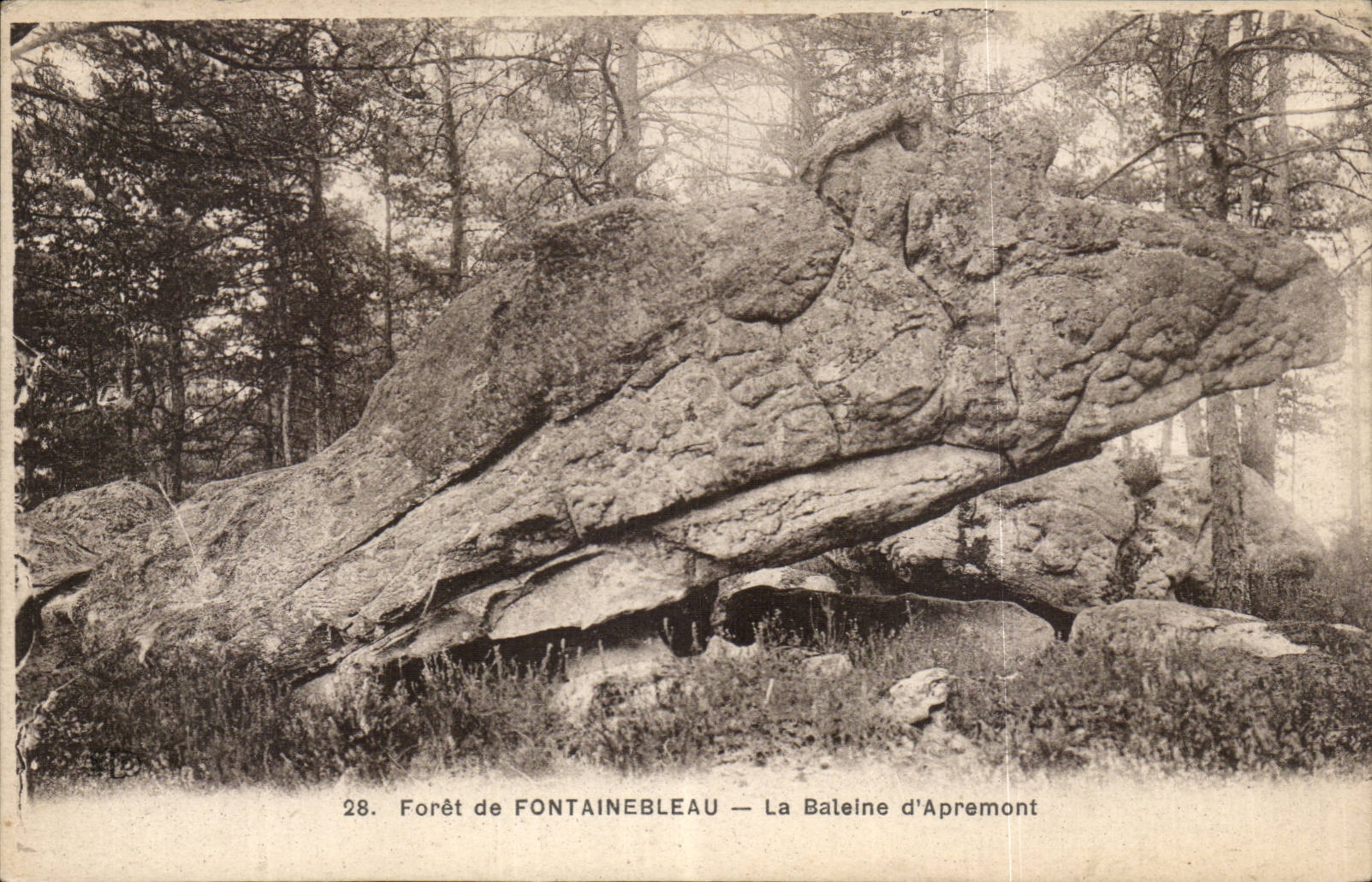 CPA Fontainebleau the whale of apremont