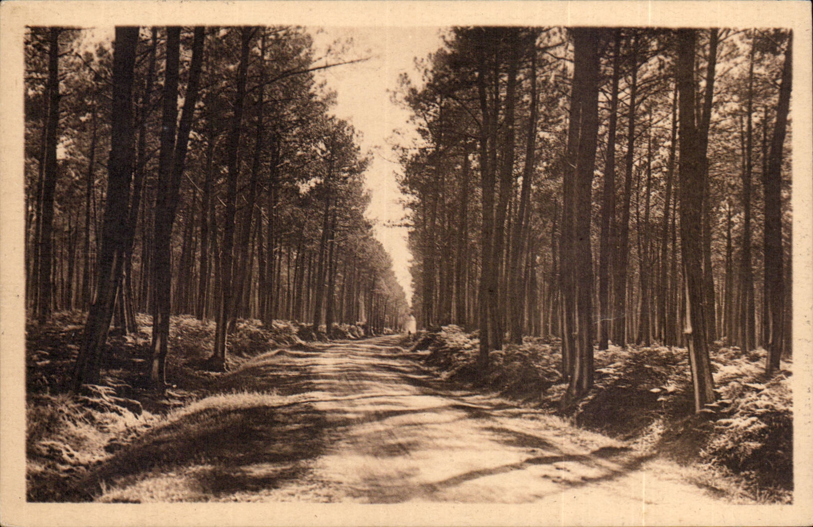 CPA With the country landais a road in the drill landaise