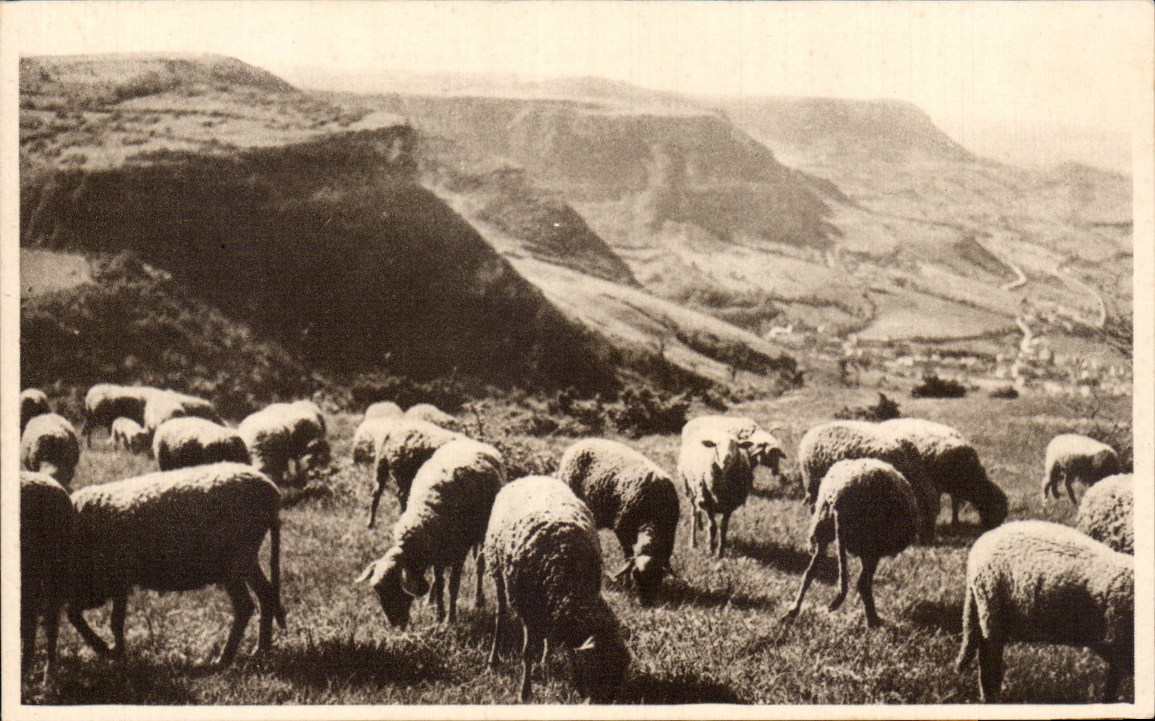 CPA Roquefort Pastures on the Causses (sheep)