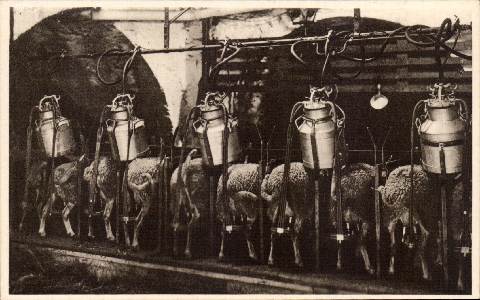 Machine CPA Roquefort Milking of the ewes (sheep)