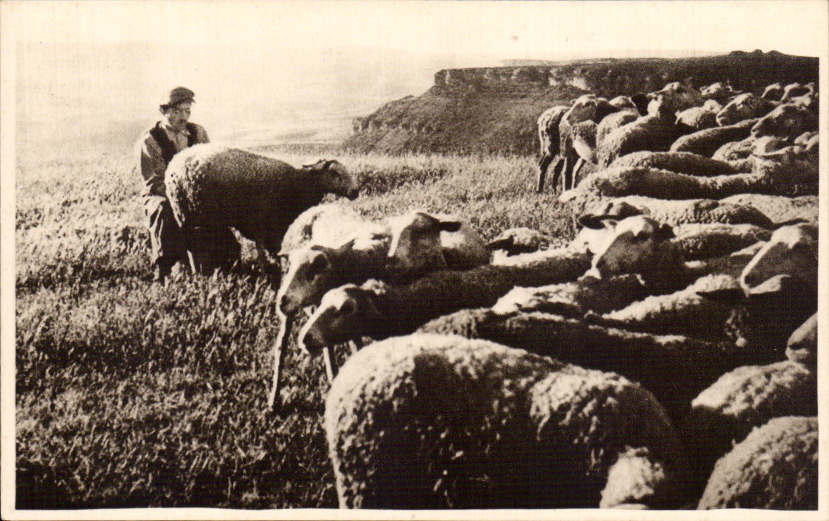 CPA Roquefort Treats with the hand (sheep)