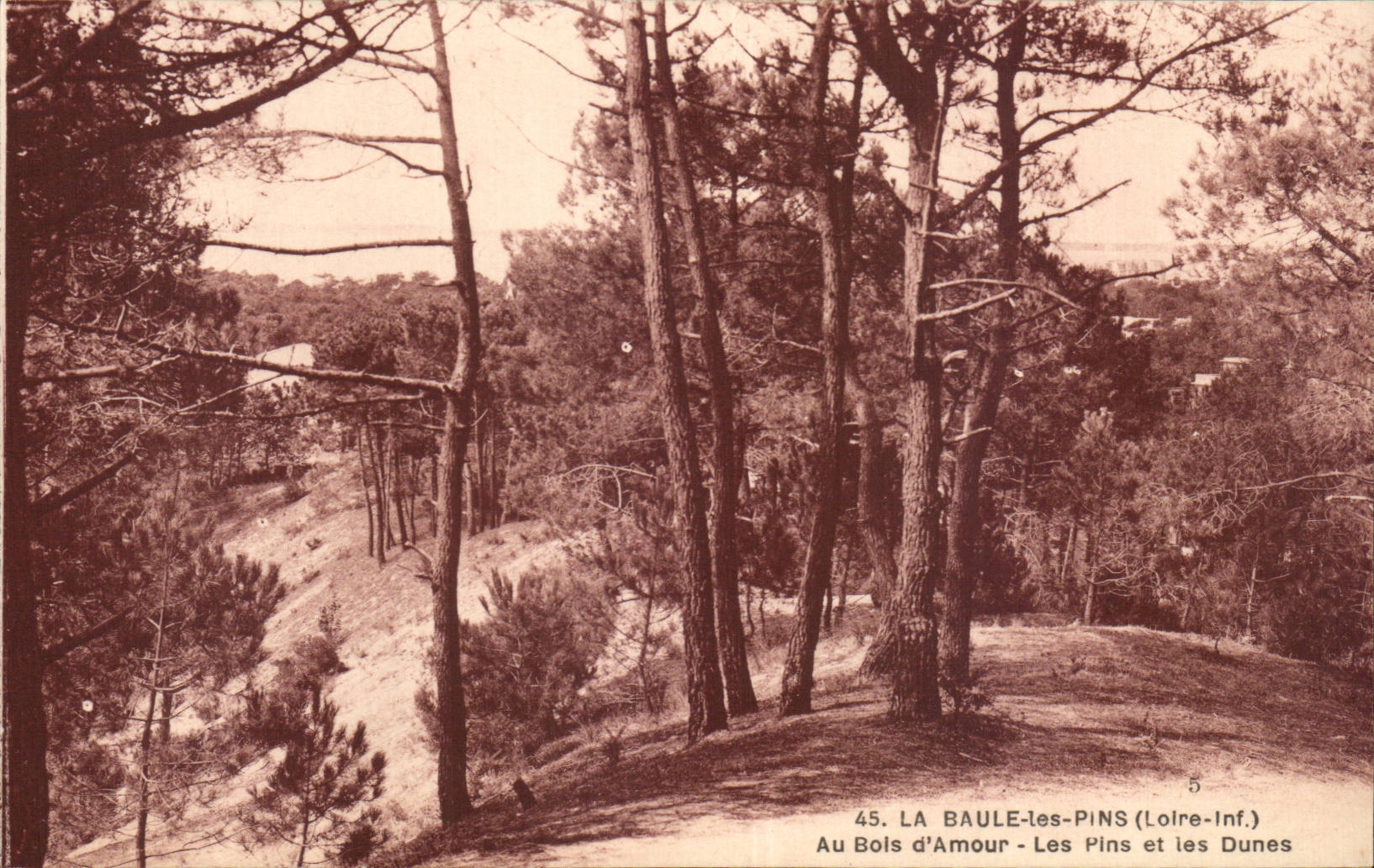 CPA La Baule Pines With the wood of love pines and dunes