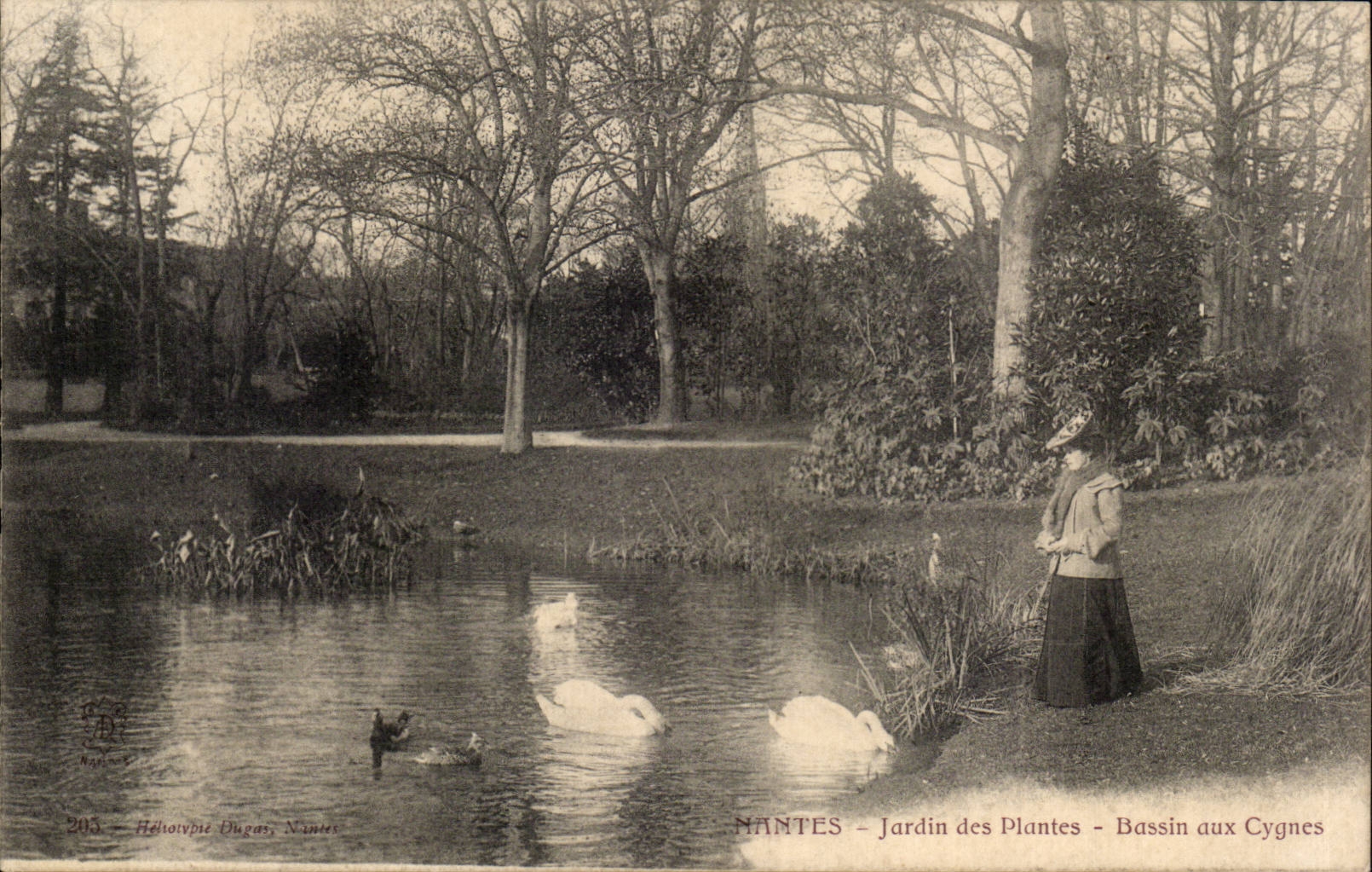 CPA Nantes Botanical garden Basin to the Swan swans