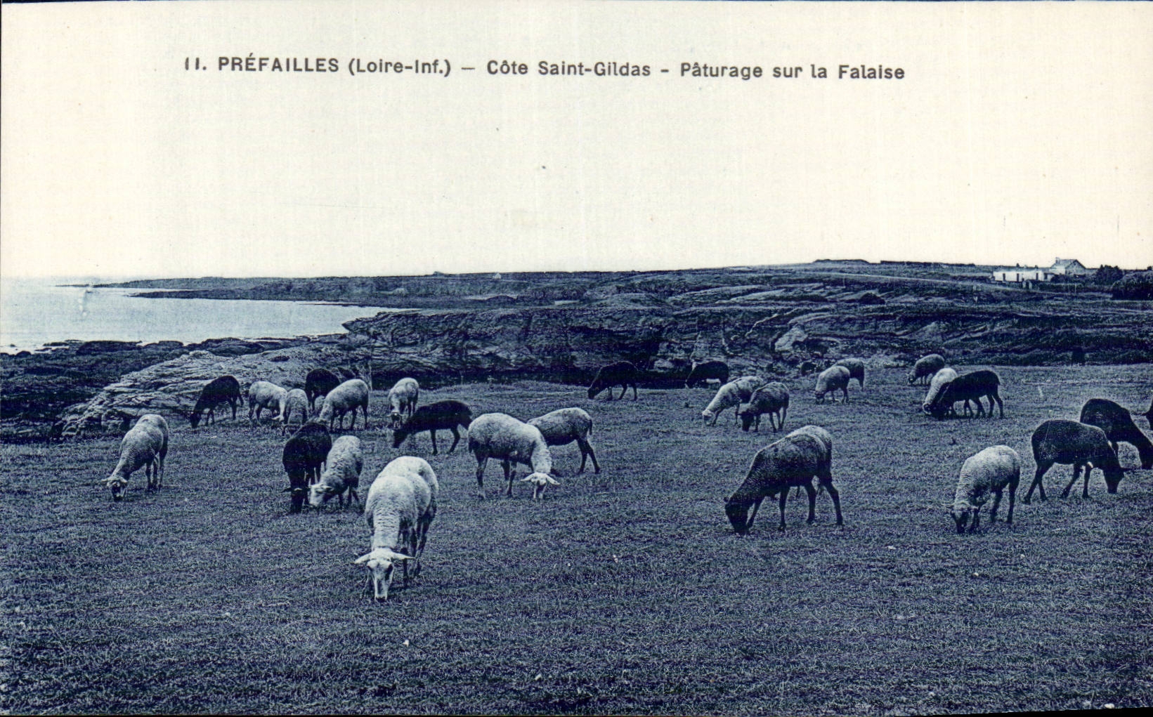 Prefailles CPA bemisst Saint Gildas Paturage auf dem Klippe Biberlamm-Schaf-Biberlamm