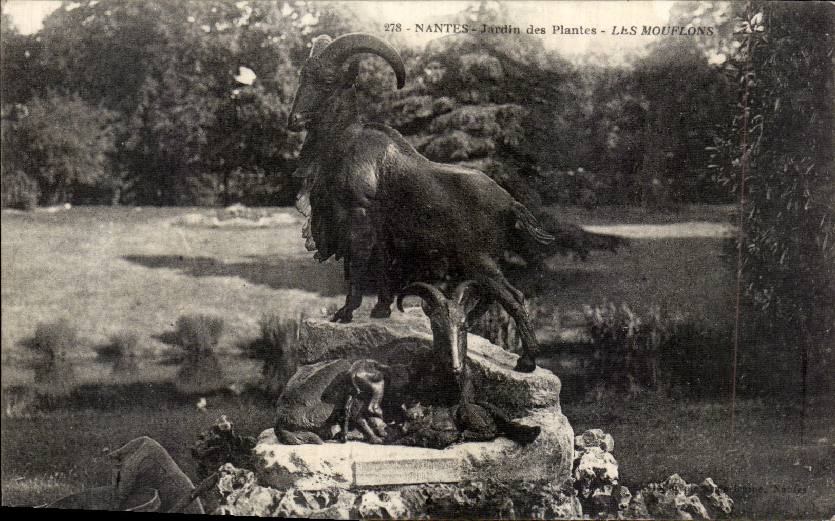 Nantes CPA Botanical garden moufflons