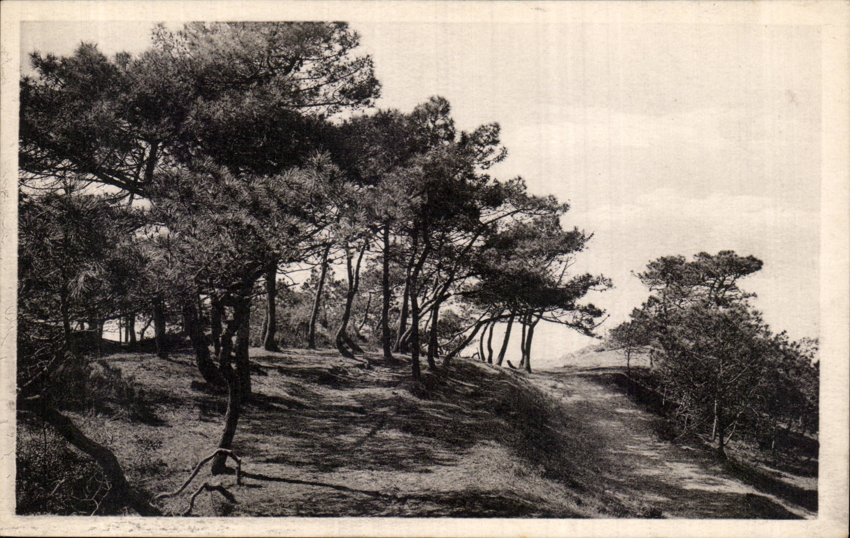 CPA Str Brevin die Ozean Tannenbaume im Rand von Meer