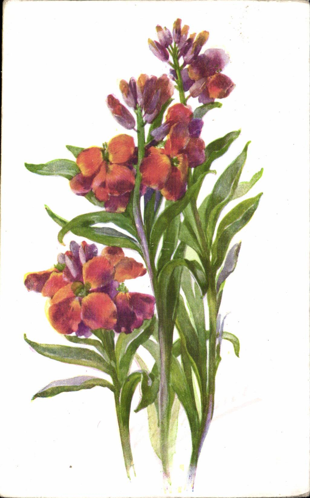 Blumen - Blumen - exotischer Blumenstrauss - CPA