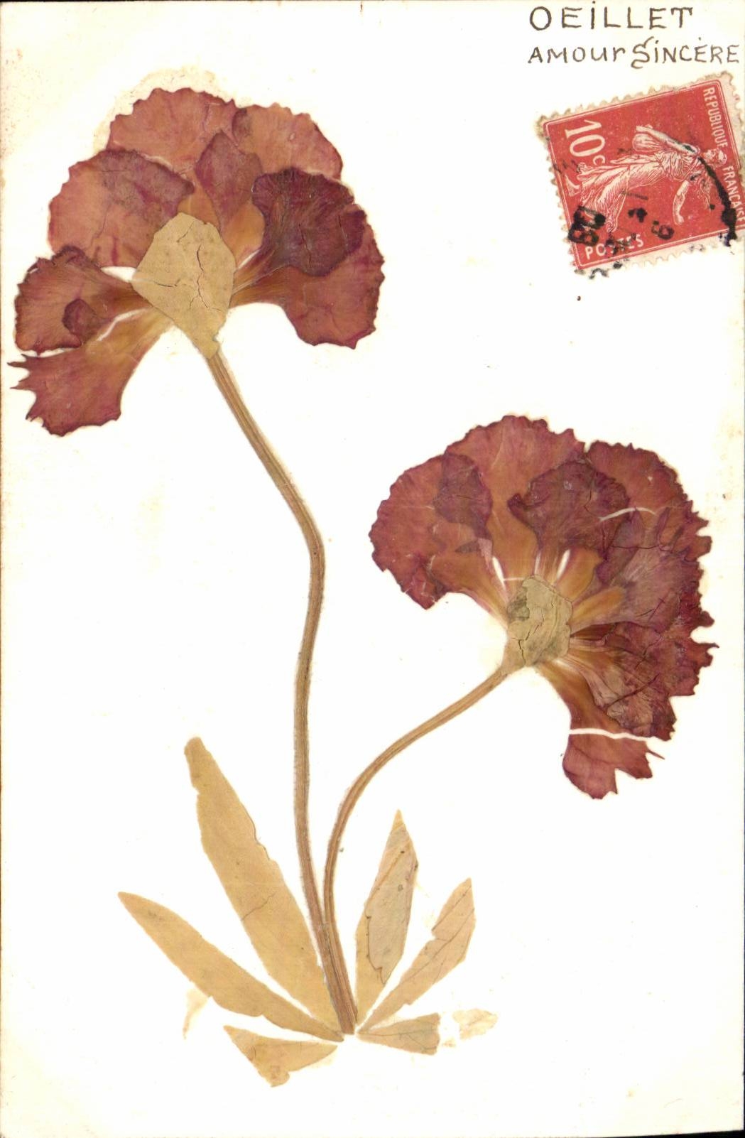 Blumen - Blumen - ose - Liebe aufrichtiges CPA