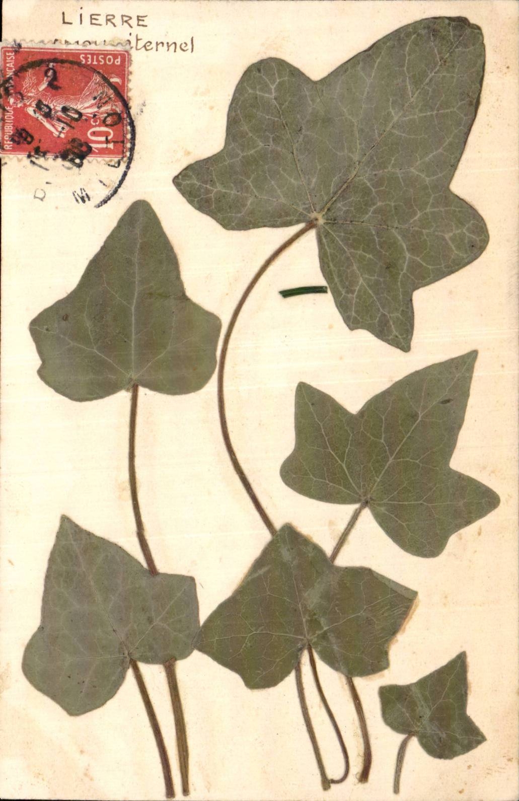 Blumen - Blumen - Efeu - Efeu verlasst CPA