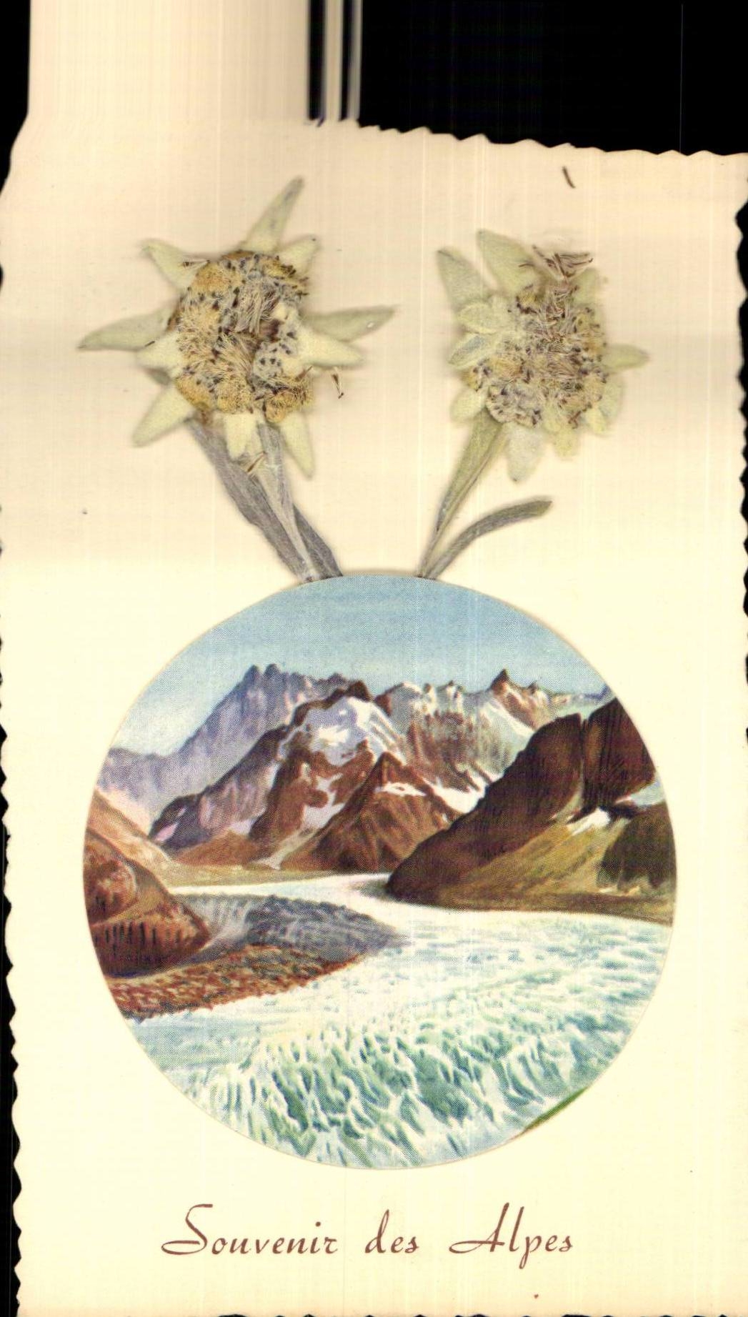 Blumen - Blumen - Berg und Bluten CPA