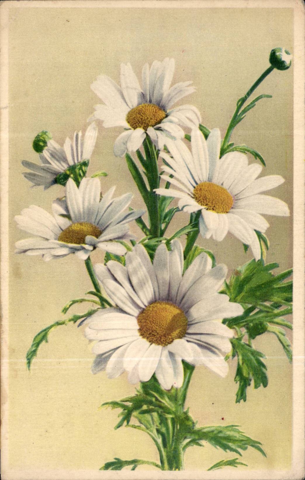 Blumen - Blumen - bunter Blumenstrauss weg von den Ganseblumchen - CPA