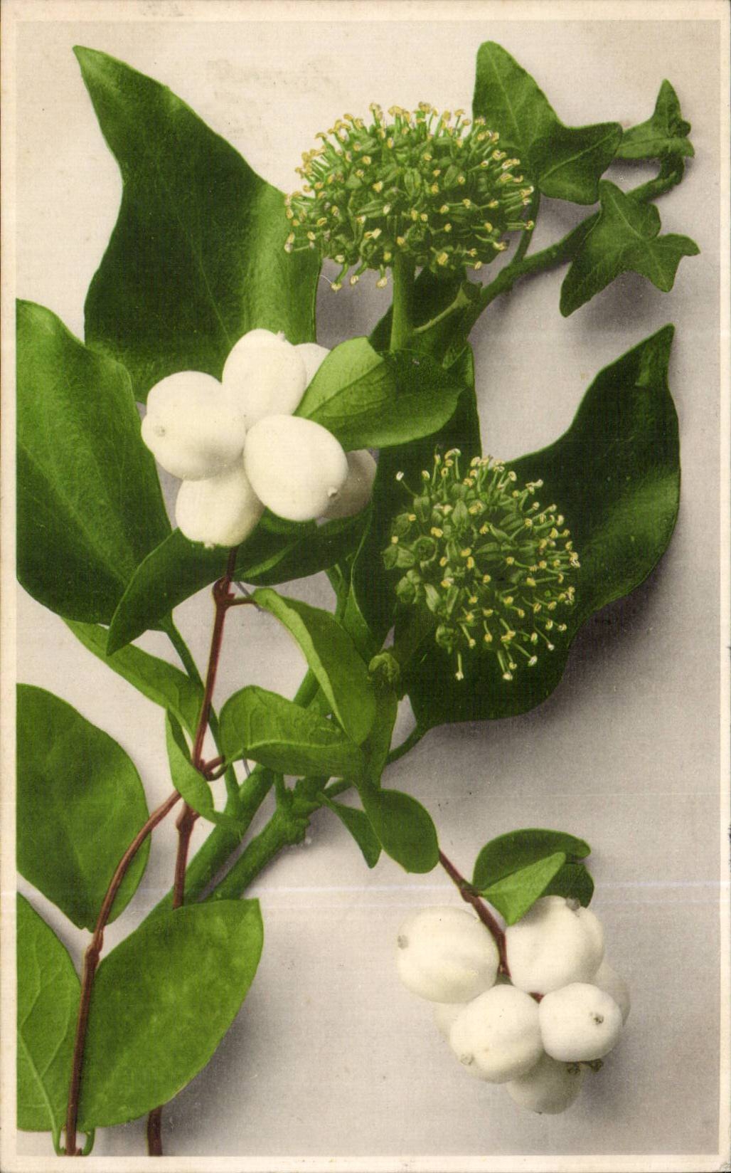 Blumen - Blumen - CPA