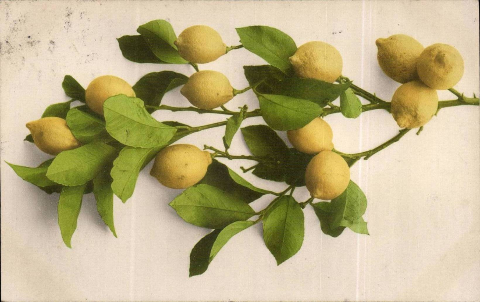 Blumen - Blumen - Niederlassung weg vom Zitronebaum - CPA