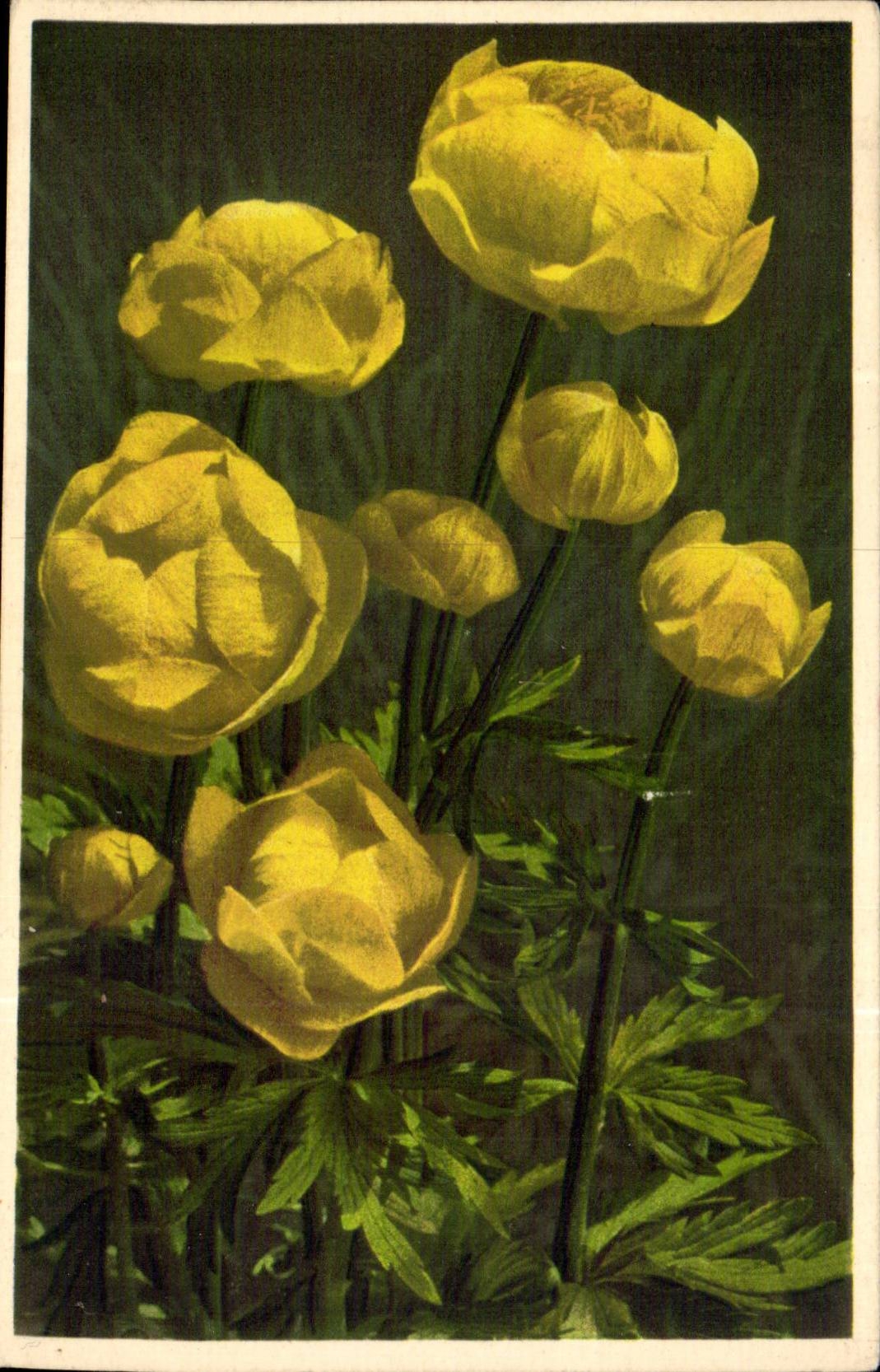 Bluht - Blumen - helle gelbe Blumen - CPA