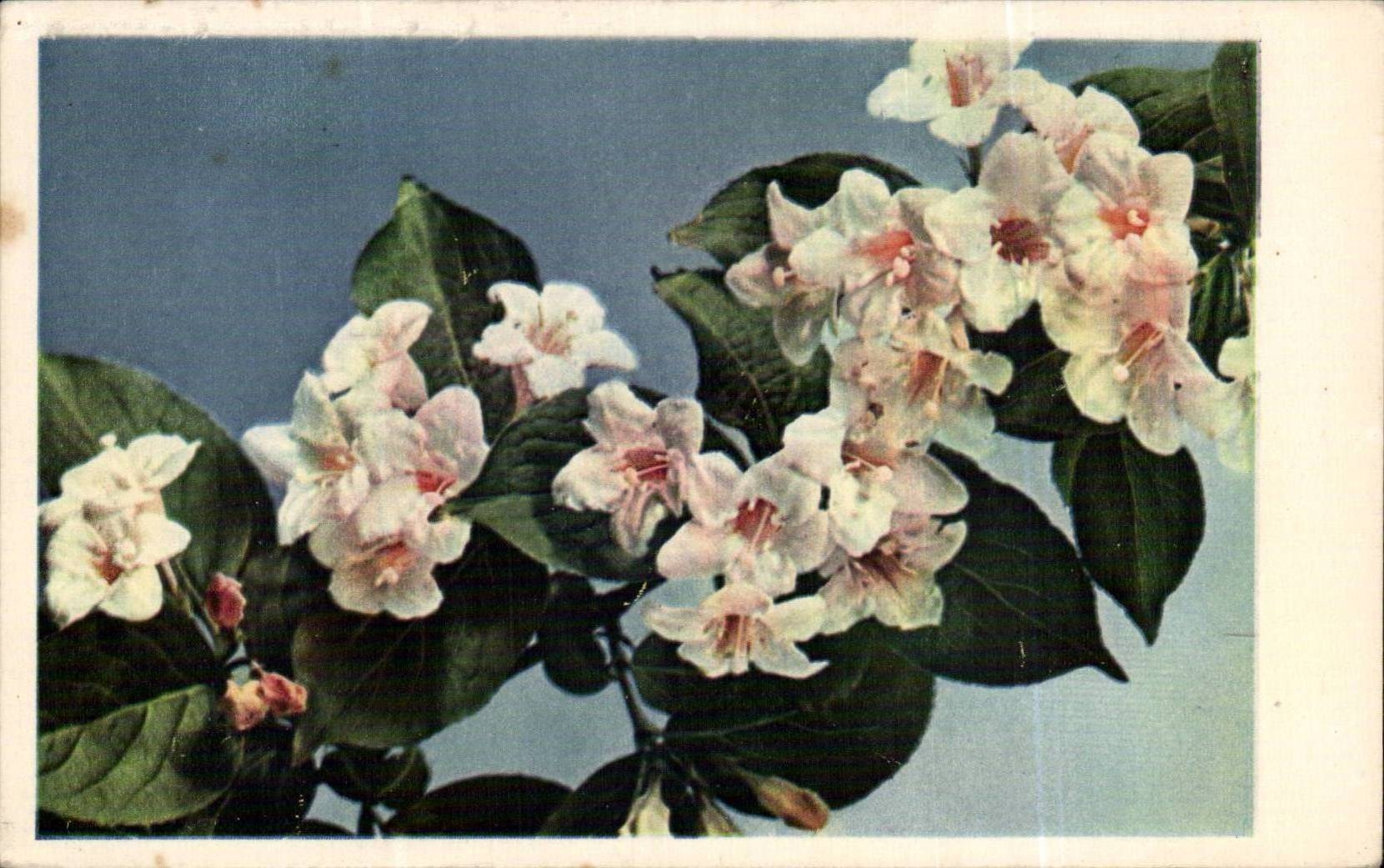 Bluht - Blumen - Kirschbluten - CPA