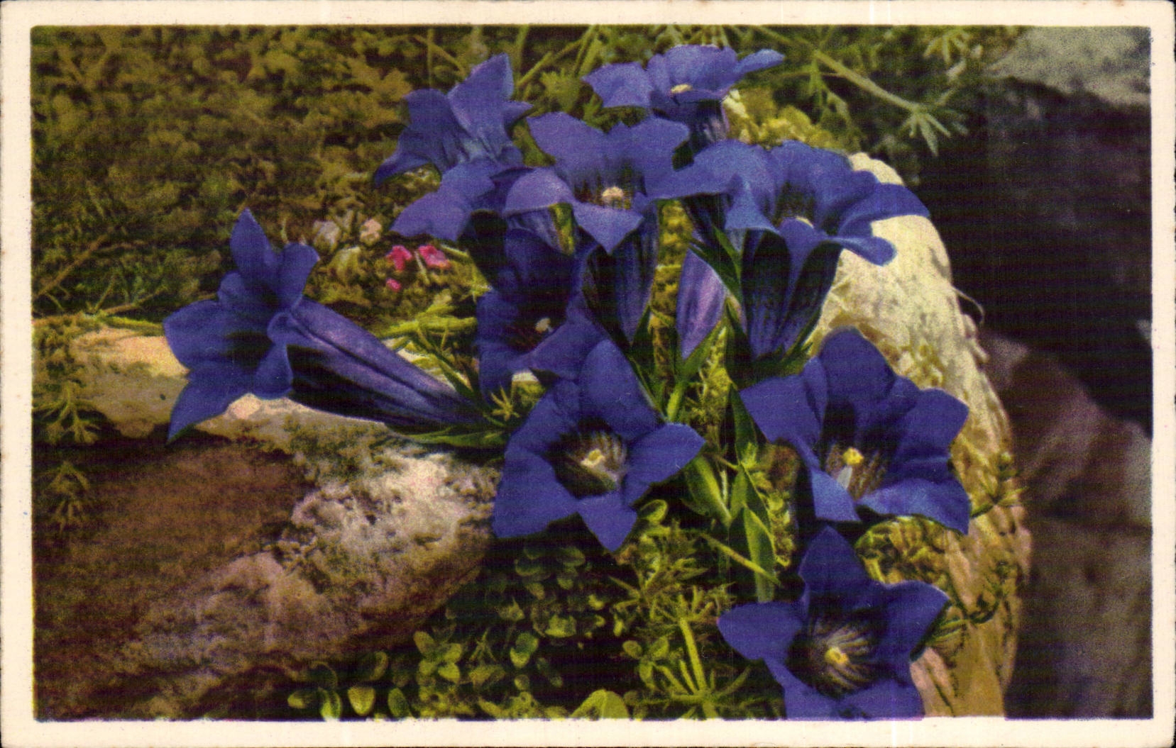 Bluht - Blumen - helle purpurrote Blumen - CPA