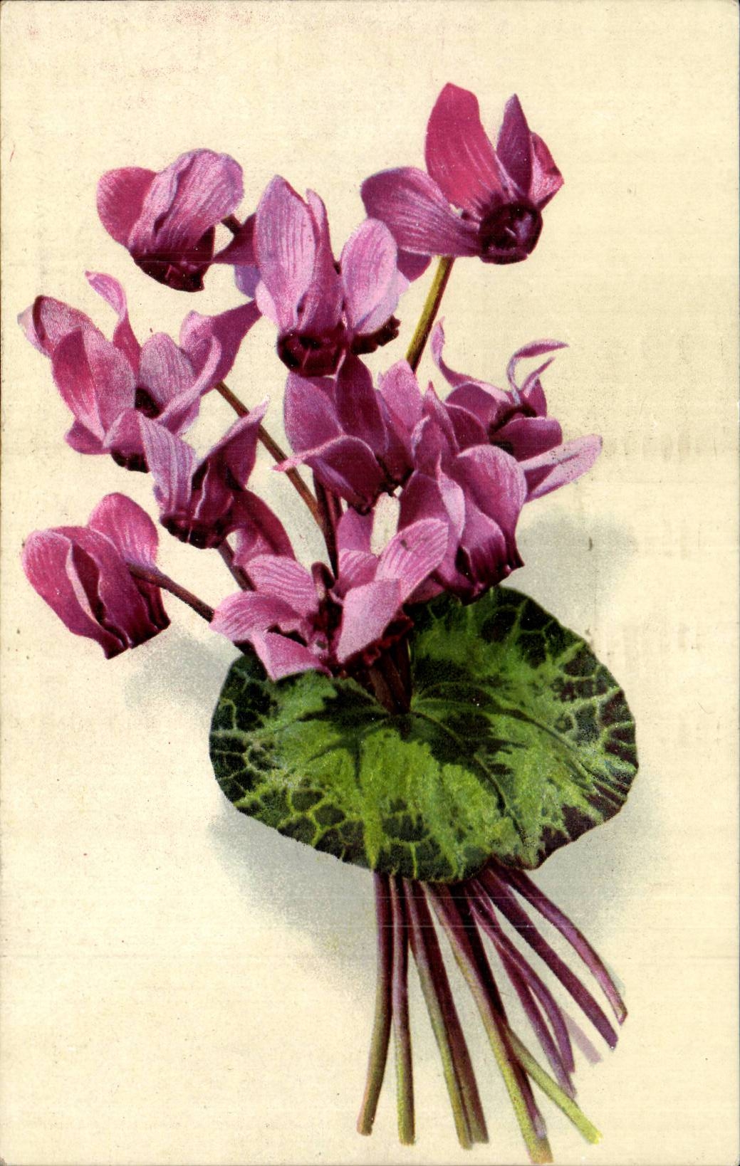 Blumen - empfindliche purpurrote Blumen - CPA