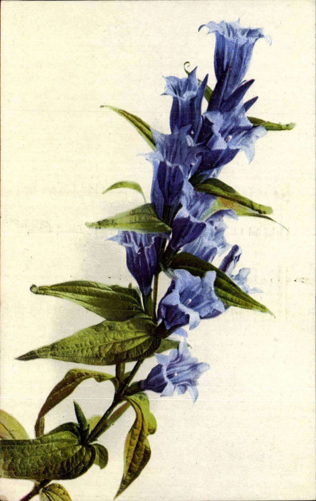 Blumen - Sprig weg von den blauen Blumen - CPA