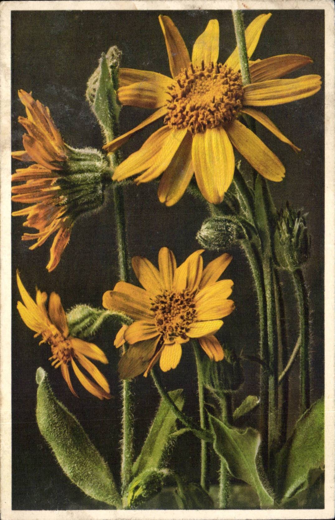 Blumen - Blumen - ausgedehnte gelbe Blumen - CPA