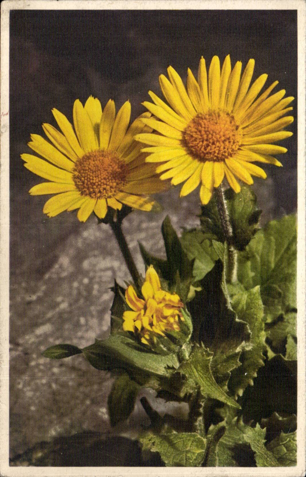 Blumen - Blumen - recht gelbe Ganseblumchen - CPA