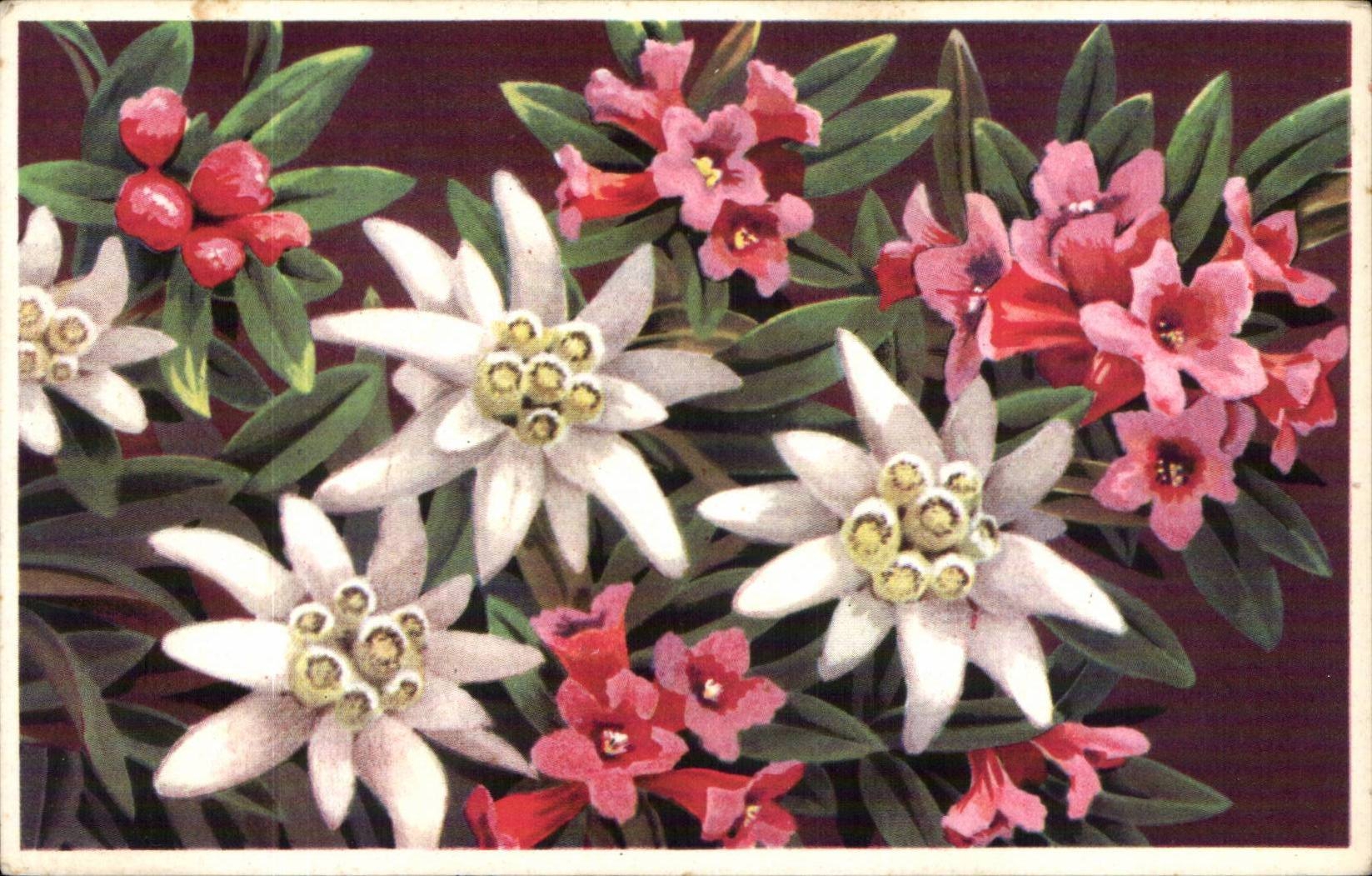 Blumen - Blumen - sehr victorian Blumen - CPA