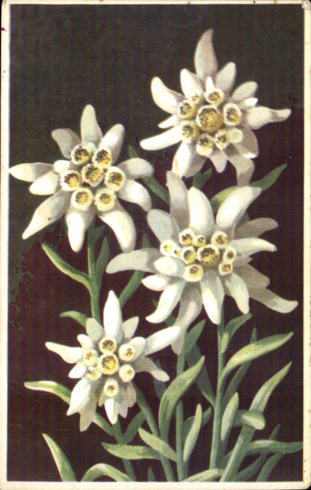 Blumen - Blumen - sehr victorian Blumen - CPA