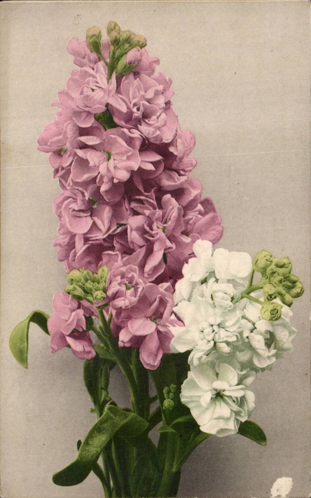 Blumen - Blumen - hubsche Blumen im Vase - CPA