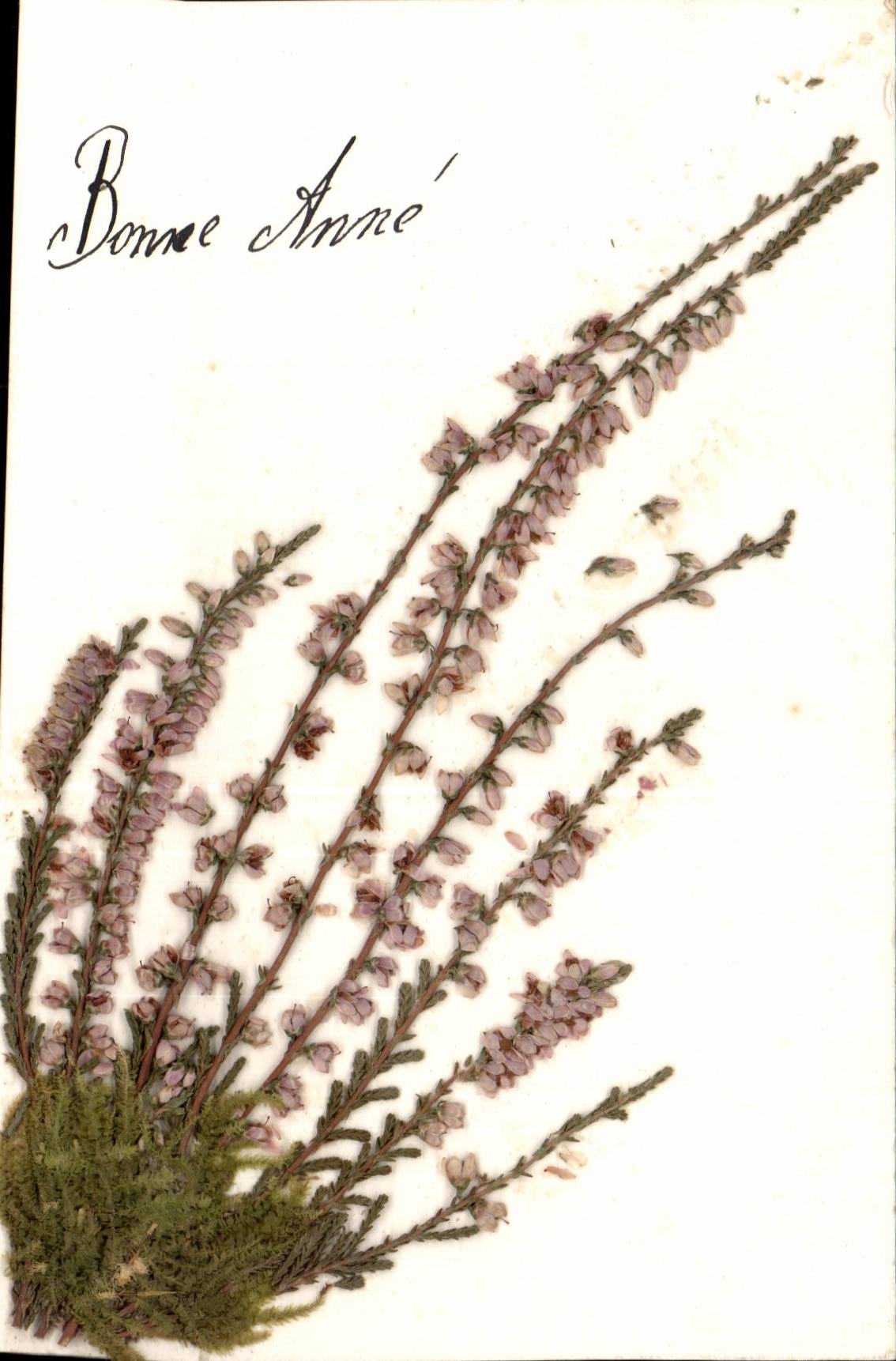 Blumen - Blumen - Lavandre - Lavendel - gluckliches neues Jahr - CPA bluht sechees