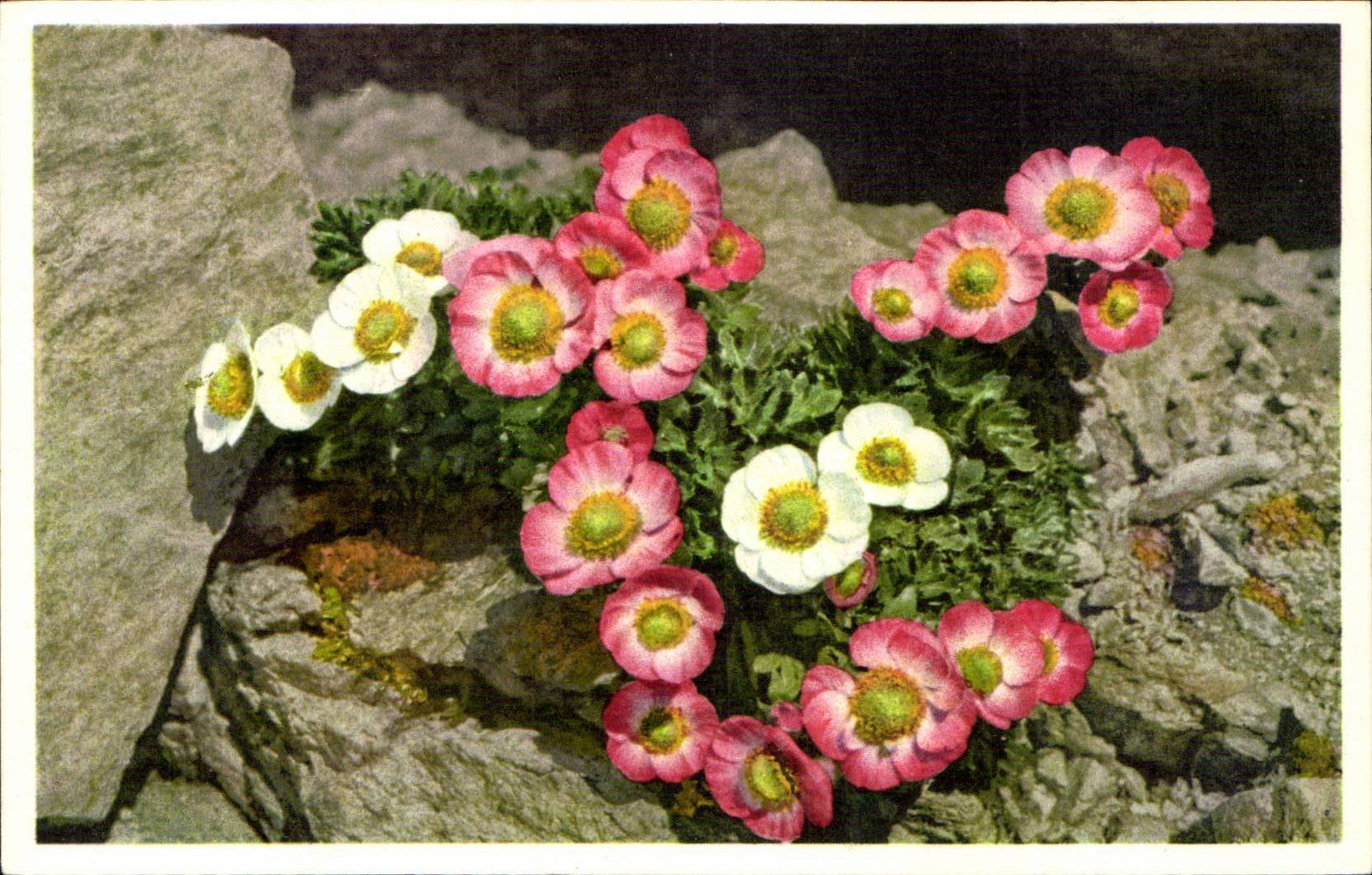 Bluht - Blumen - Gebirgswildflowers - CPA