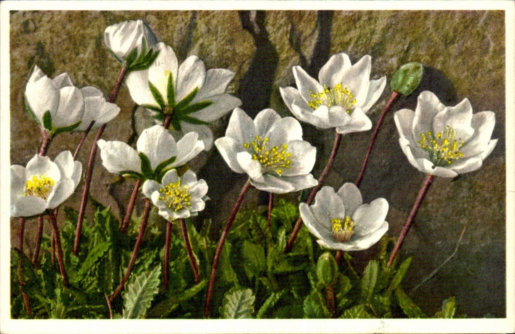 Bluht - Blumen - weisse Wildflowers - CPA