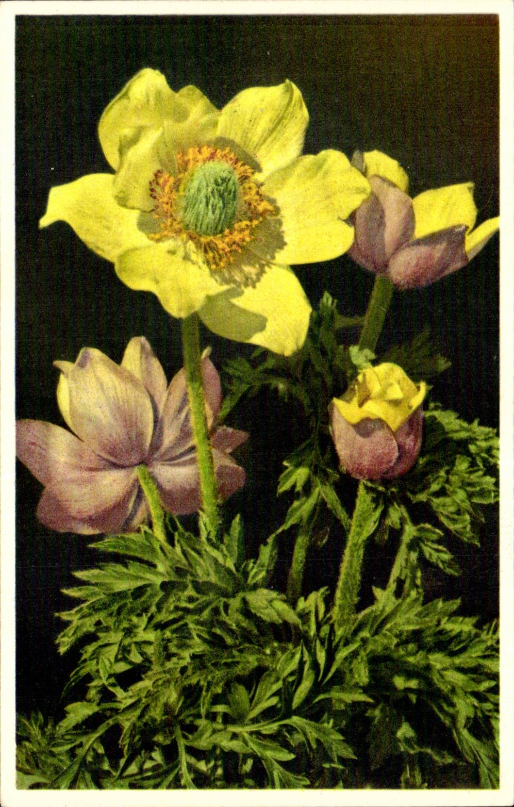 Bluht - Blumen - grosse gelbe Blumen - CPA