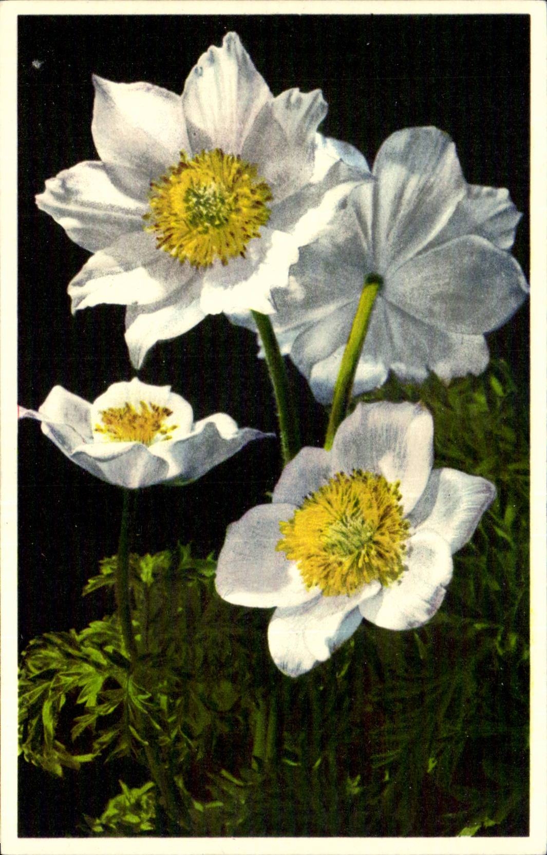 Bluht - Blumen - grosse weisse Blumen - CPA